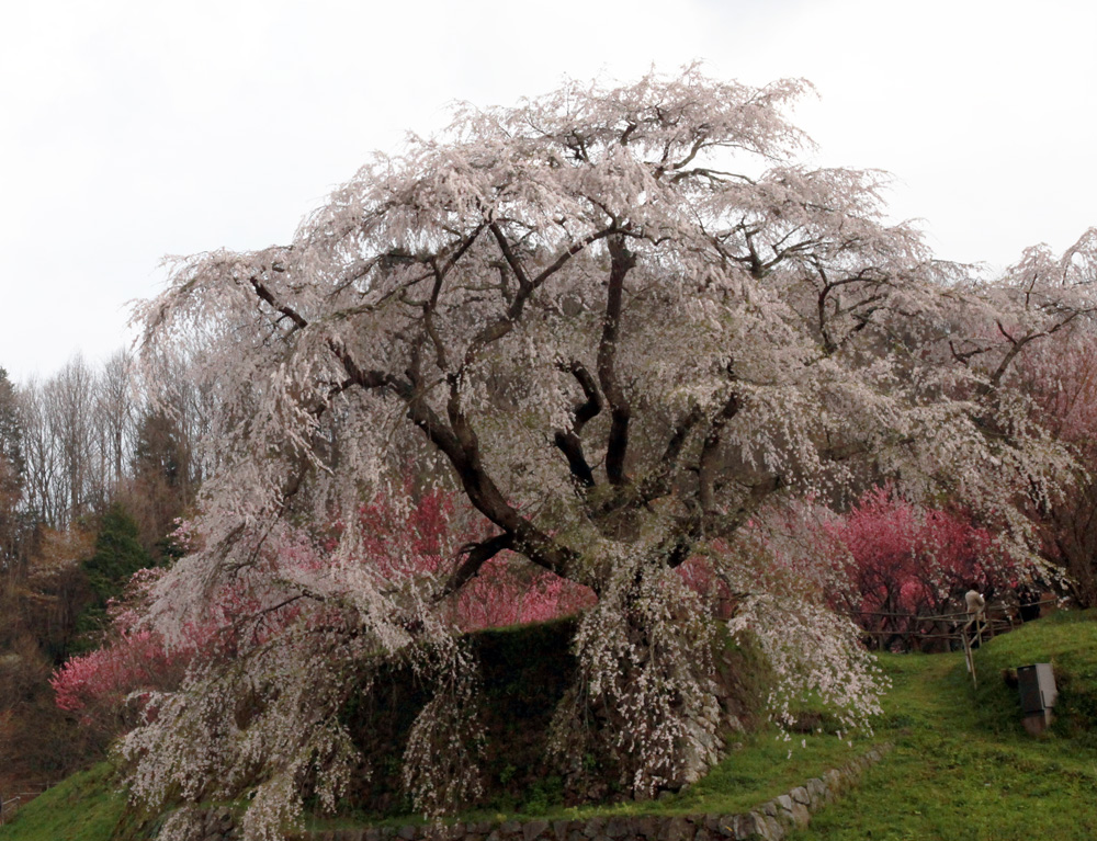 宇陀市　又兵衛桜_c0108146_2140026.jpg