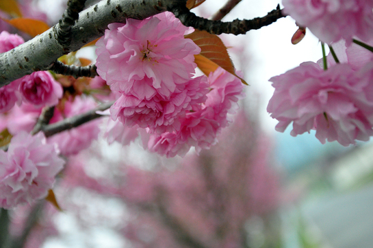 ぼたん桜　咲きました～　4/25_b0214652_12494154.jpg