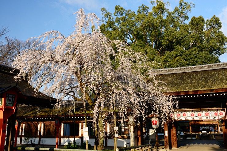 平野神社 ~桜~_f0222161_2184229.jpg