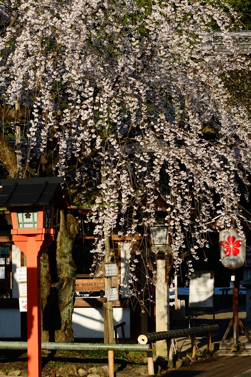 平野神社 ~桜~_f0222161_2184870.jpg