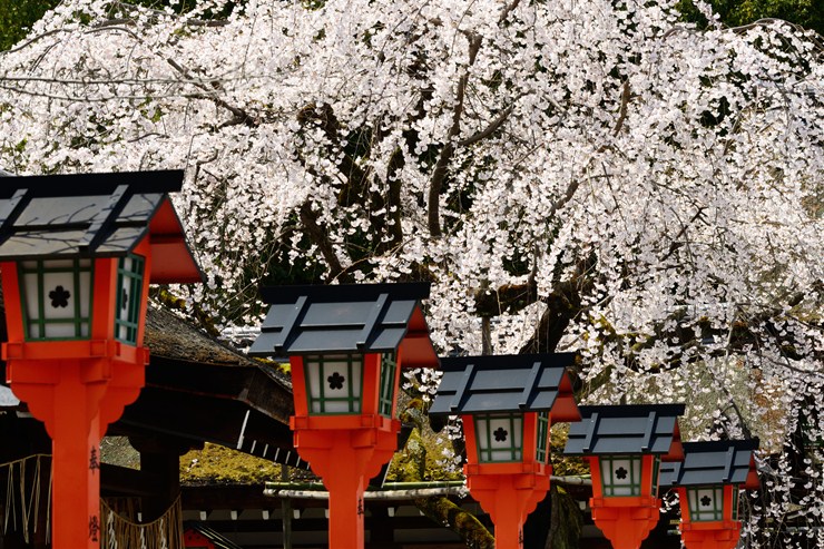 平野神社 ~桜~_f0222161_2185415.jpg