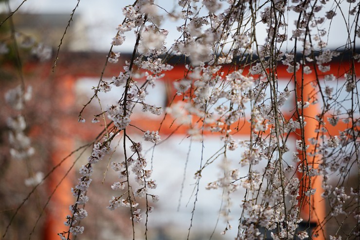 平野神社 ~桜~_f0222161_219121.jpg