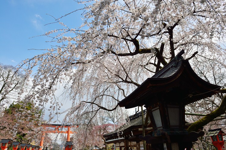 平野神社 ~桜~_f0222161_219669.jpg