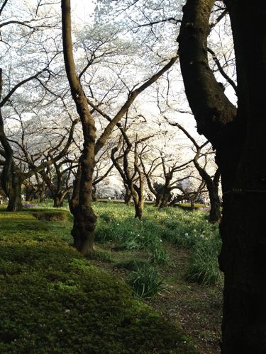 桜総まとめ_f0060262_23345632.jpg