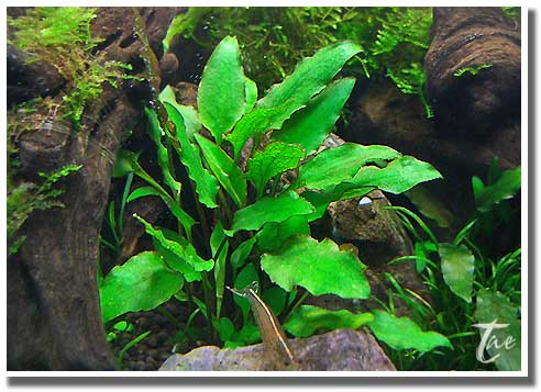 Cｒｙｐｔｏｃｏｒｙｎｅ調子 Trial And Error Aquarium