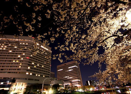 SAKURA　～桜の散歩～3_e0155066_1110417.jpg