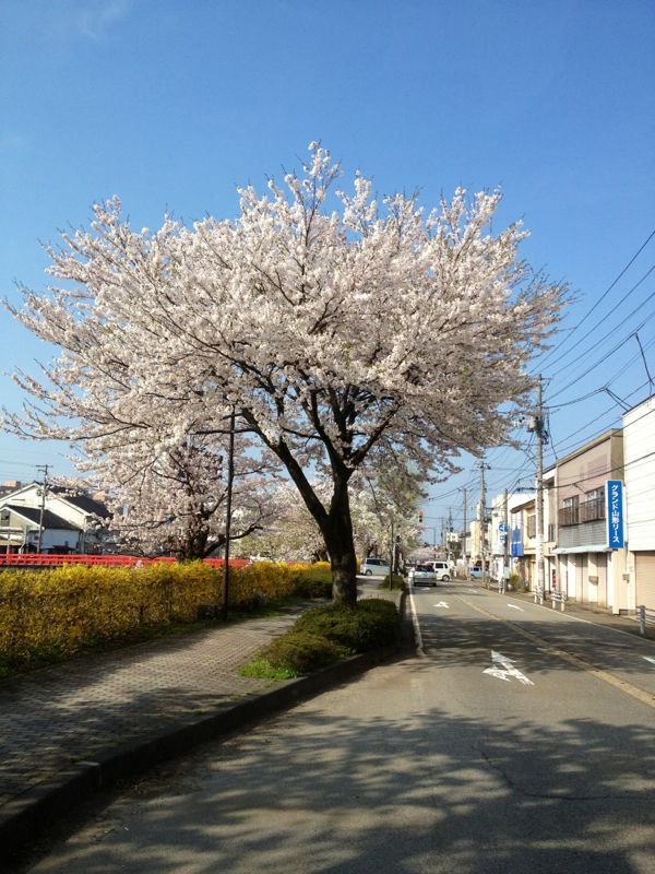 桜_a0253069_2227471.jpg