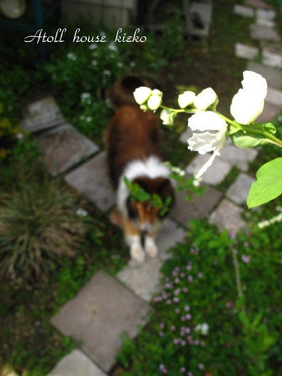 a0139570_20103438.jpg