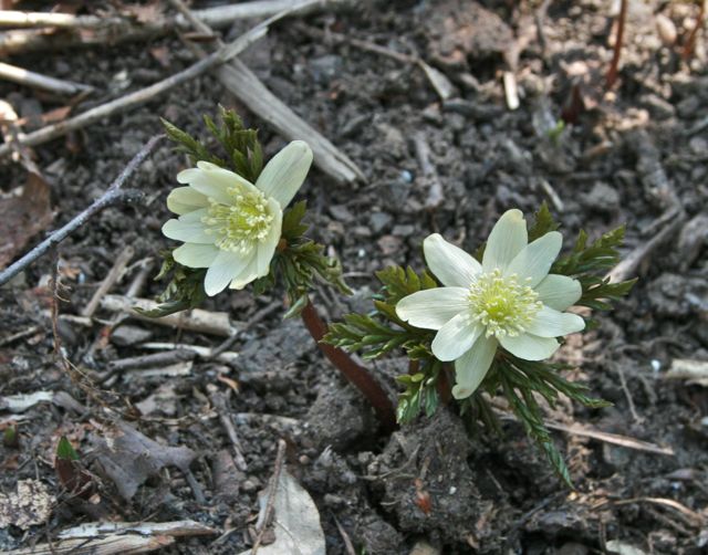 c0104378_18533216.jpg
