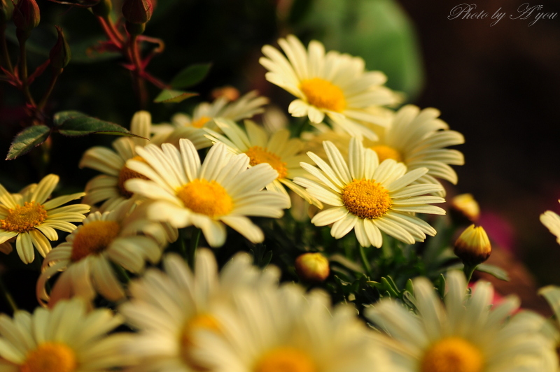 marguerite._b0233979_2143438.jpg