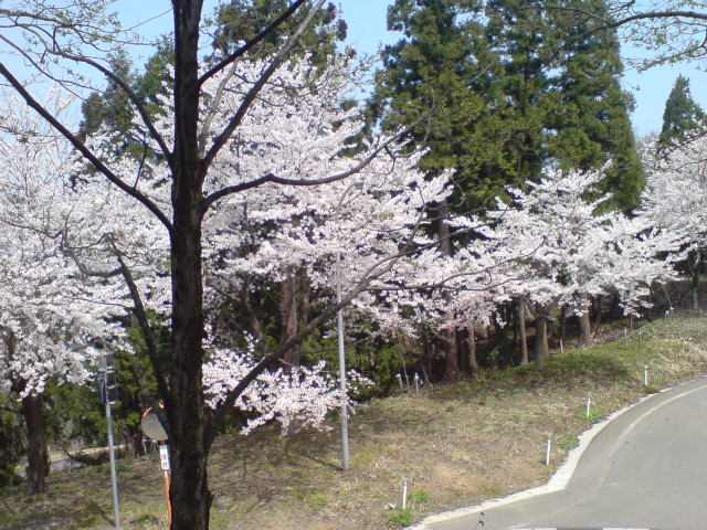 牧区の桜がついに満開!_d0182179_20531898.jpg