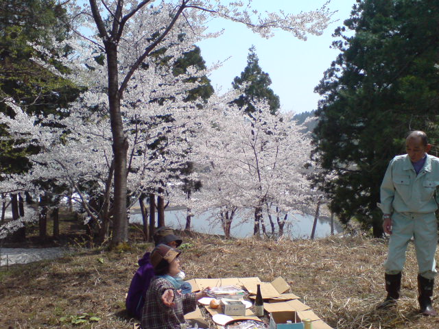 牧区の桜がついに満開!_d0182179_2131251.jpg