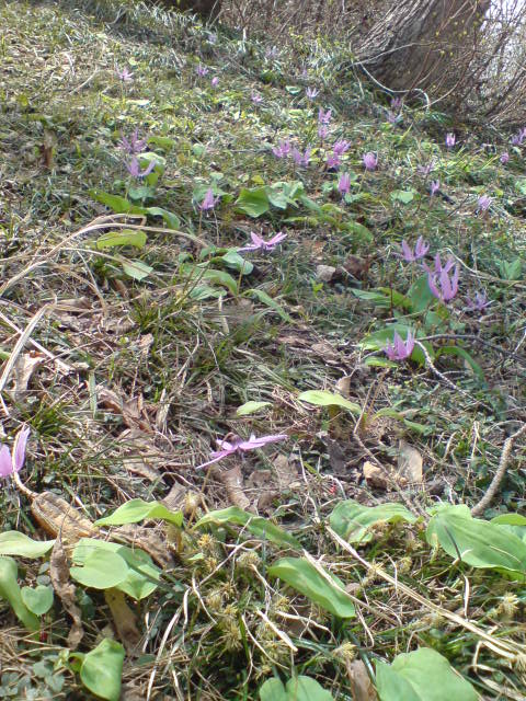 牧区の桜がついに満開!_d0182179_2164038.jpg