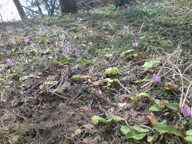 牧区の桜がついに満開!_d0182179_218753.jpg