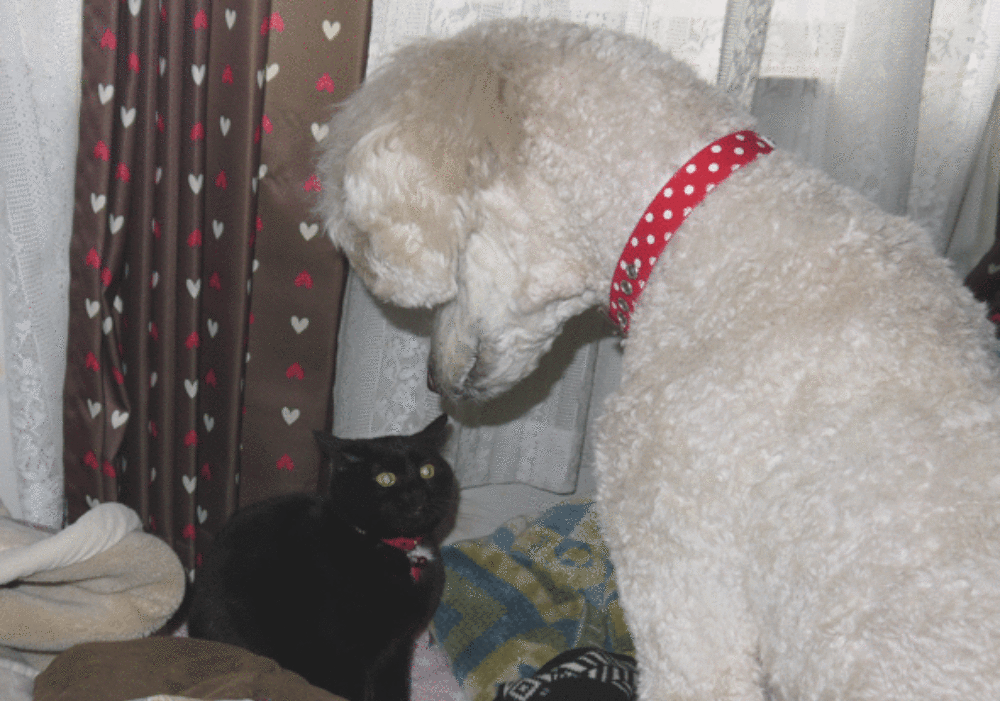 a0216583_23155667.gif