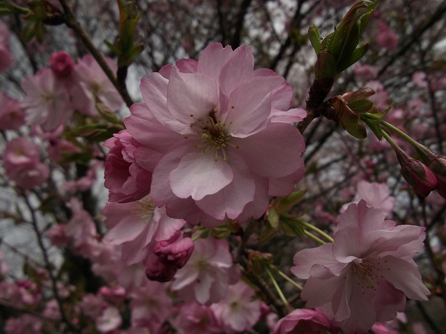 晴れ間の内に伊香保森林公園へ_c0212083_21304564.jpg