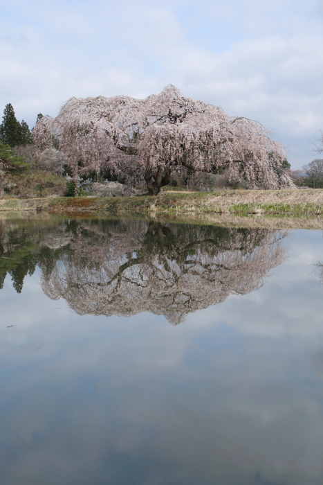 花園の枝垂れ桜　棚倉町　２０１２・０４・２１_e0143883_21343695.jpg