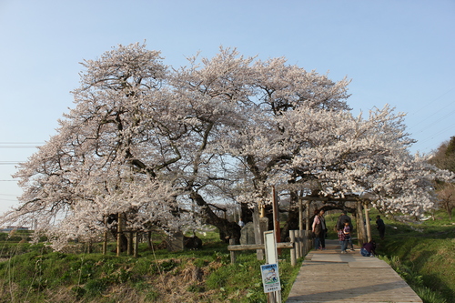 会津の五桜を取材してきました~♪part.2_d0250986_17543762.jpg