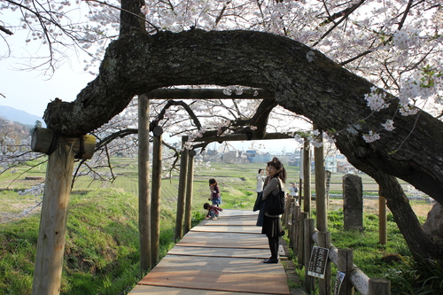 会津の五桜を取材してきました~♪part.2_d0250986_17595797.jpg