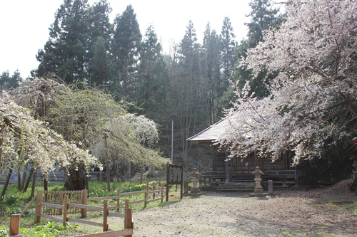 会津の五桜を取材してきました~♪part.2_d0250986_1811135.jpg