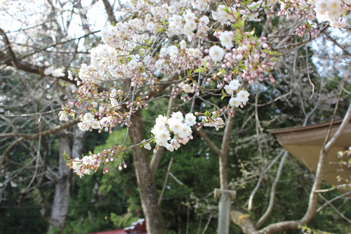 会津の五桜を取材してきました~♪part.2_d0250986_1812079.jpg