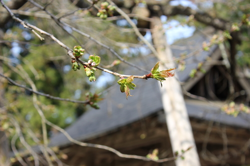会津の五桜を取材してきました~♪part.2_d0250986_18142426.jpg