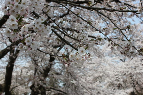 会津の五桜を取材してきました~♪part.2_d0250986_18235213.jpg