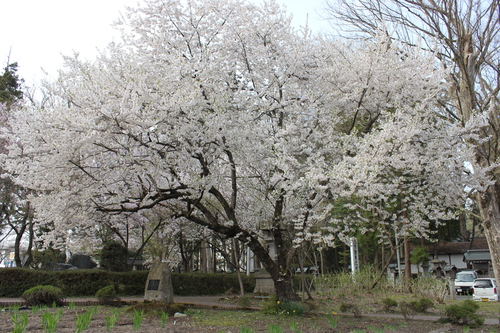会津の五桜を取材してきました~♪part.2_d0250986_182487.jpg