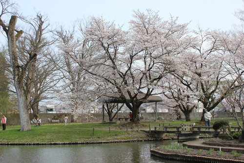 会津の五桜を取材してきました~♪part.2_d0250986_1851525.jpg