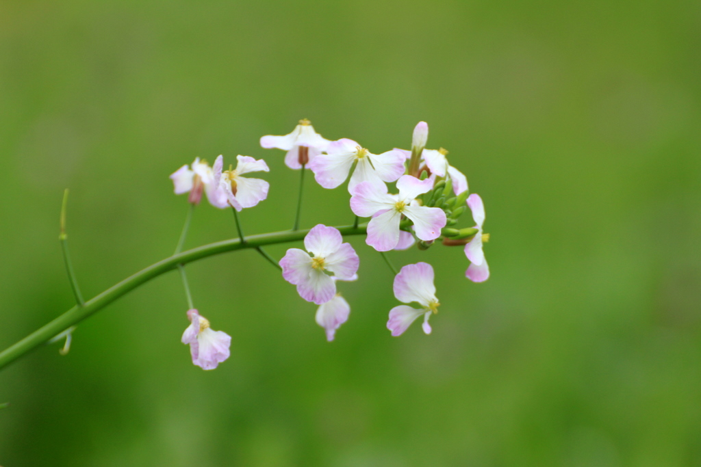 土手の野の花たち♪_e0195587_21523084.jpg