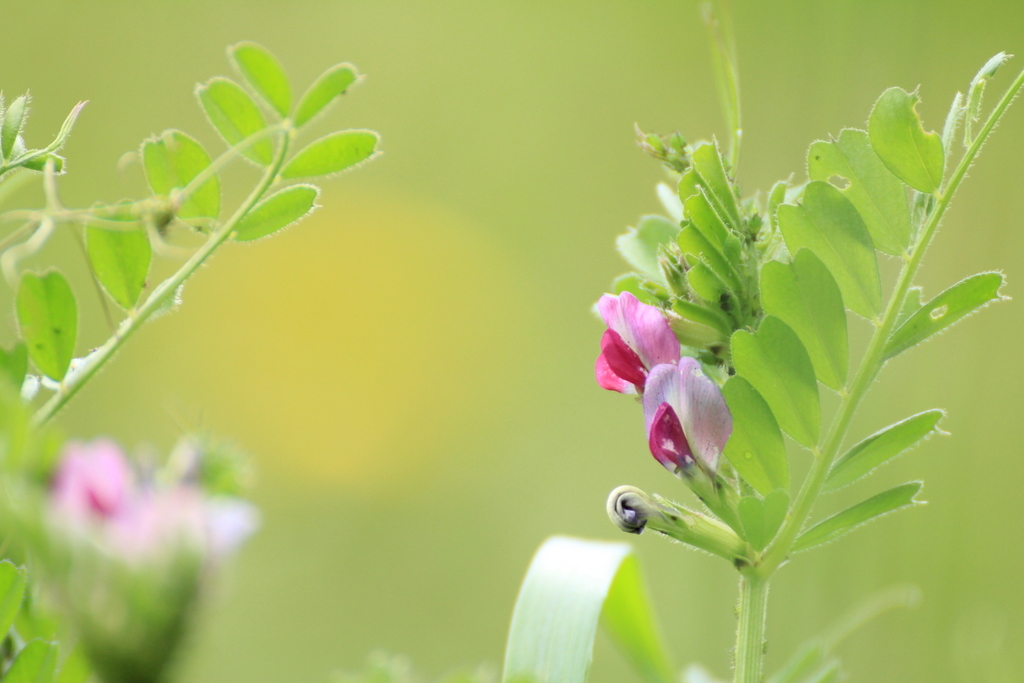 土手の野の花たち♪_e0195587_2201874.jpg