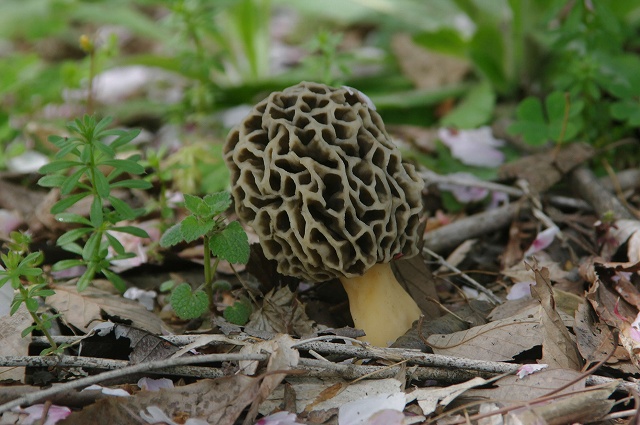 e0070891_2164289.jpg