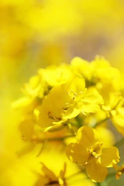 息子が菜の花について語るの巻。_e0274299_16115787.jpg