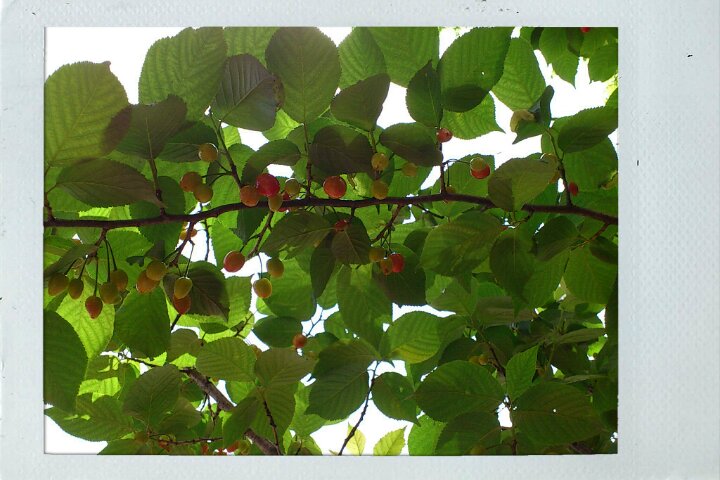 c0164401_2372955.jpg
