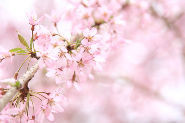 原谷苑の桜達・前編　　　京都桜その７_c0183002_21313184.jpg