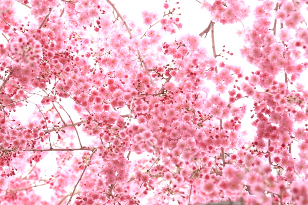 原谷苑の桜達・前編　　　京都桜その７_c0183002_21313698.jpg