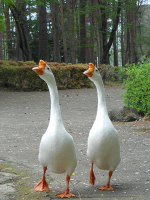 ガチョウかよ 猫イズム