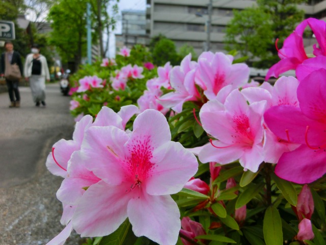 根津神社のつつじ　だいぶ咲いたよぉぉ_b0190603_13425864.jpg