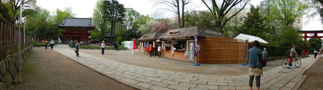 根津神社のつつじ　だいぶ咲いたよぉぉ_b0190603_13545923.jpg