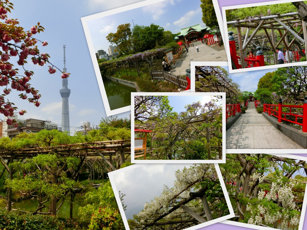 根津神社のつつじ　だいぶ咲いたよぉぉ_b0190603_14294881.jpg