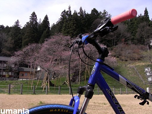 昨日の桜とサイクリング_b0061004_2061230.jpg