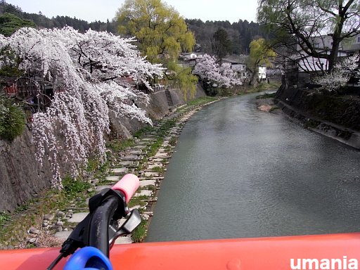 昨日の桜とサイクリング_b0061004_2065375.jpg