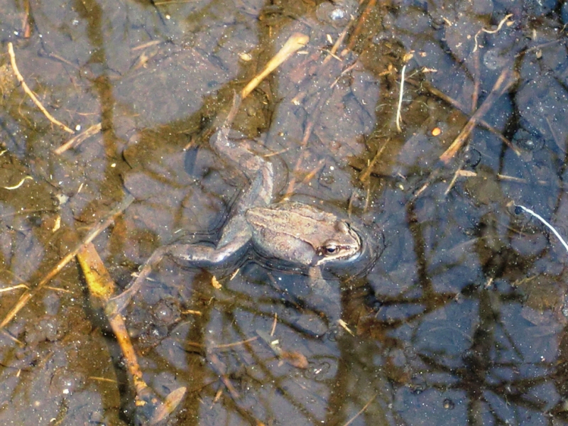 春のプロローグ エゾアカガエル Slice Of Life