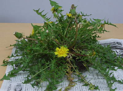 アトリエ蒼通信258 2012年4月26日(火) _b0129807_21383779.jpg