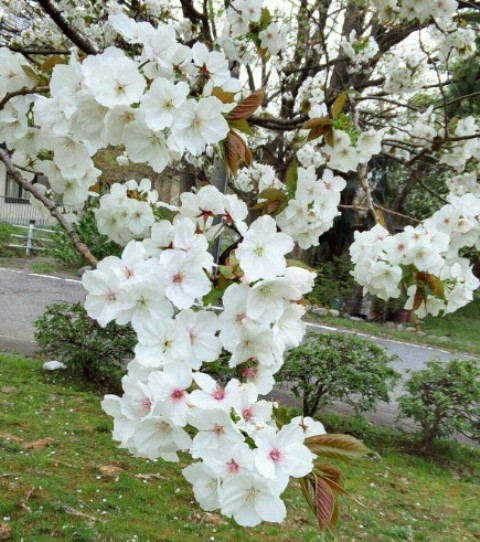 桜。。。太白_a0211008_12354742.jpg