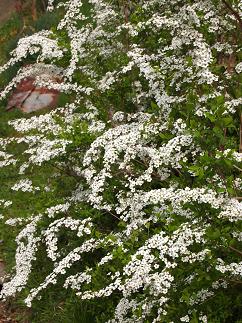 a0240108_2252559.jpg