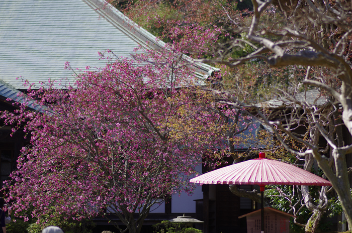 海蔵寺　海棠に逢いに 1_b0151409_22494394.jpg