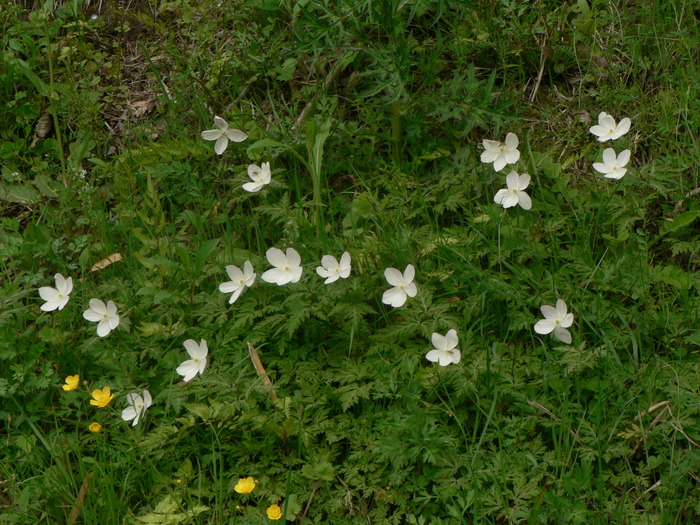 f0219710_8583542.jpg