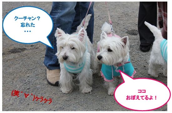 平塚に白犬さん集合♪　　お友達紹介!(^^)!_a0161111_19463689.jpg