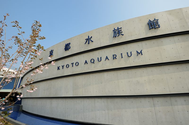 潜入!京都水族館 其の一_f0032011_2001128.jpg